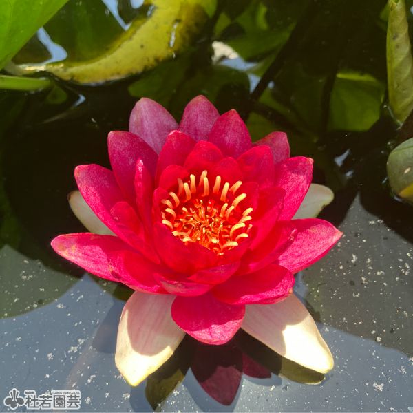 スイレン】 アトラクション(温帯睡蓮) 19cmカゴ | 杜若園芸WEBショップ