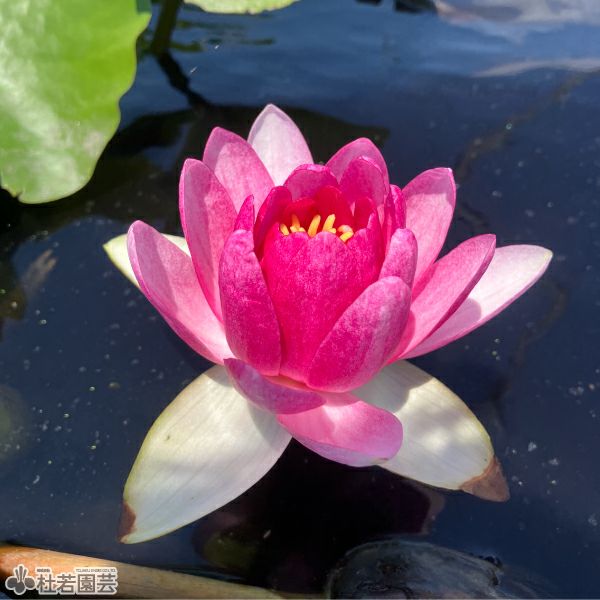 スイレン】 アトラクション(温帯睡蓮) 19cmカゴ | 杜若園芸WEBショップ