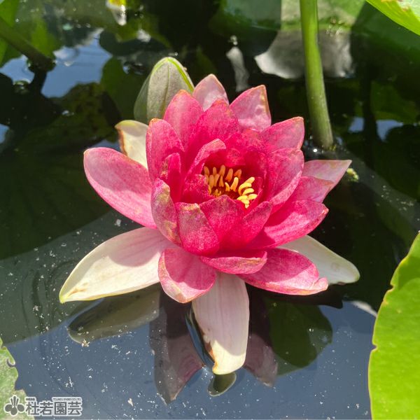 スイレン】 アトラクション(温帯睡蓮) 19cmカゴ | 杜若園芸WEBショップ