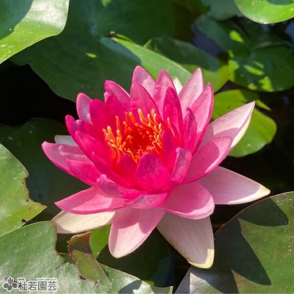 スイレン（睡蓮）通販（販売） | 杜若園芸WEBショップ｜水草の生産販売