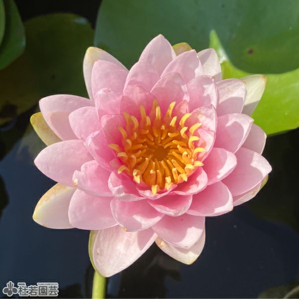 スイレン】 マダム ウィルフロン ゴネール(温帯睡蓮) 19cmカゴ | 杜若