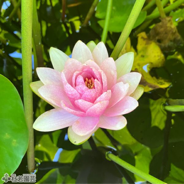 耐寒性睡蓮 ブンラクサー 温帯睡蓮 水生植物 約8cm スイレン】 マダム ウィルフロン ゴネール(温帯睡蓮) 19cmカゴ | 杜若