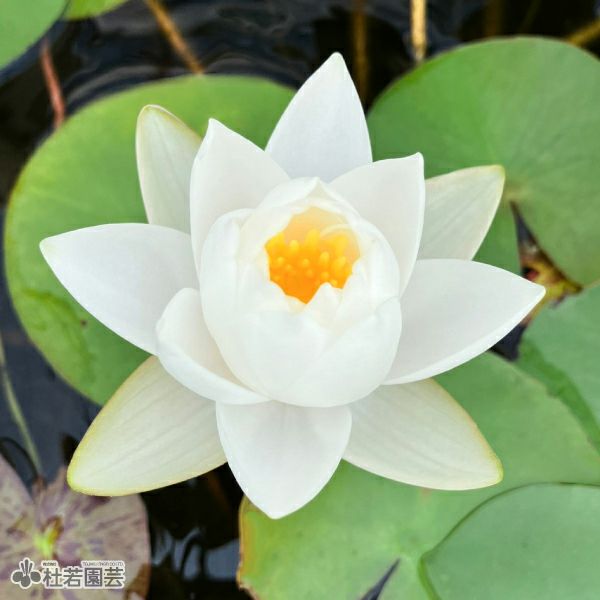 19cmカゴ 温帯睡蓮 杜若園芸WEB スイレン サイアムサンセット（睡蓮苗