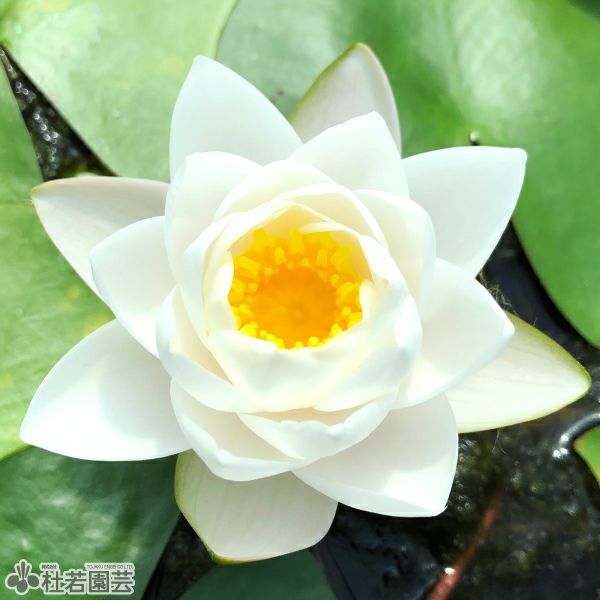 スイレン】 オールモストブラック（温帯睡蓮） 19cmカゴ | 杜若園芸WEB