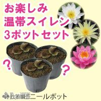 スイレン】 お楽しみ温帯睡蓮(品種不明) 3ポットセット | 杜若園芸WEB