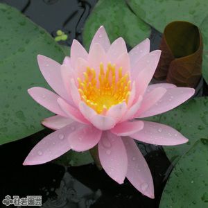 スイレン】 カロリニアーナ(温帯睡蓮) 19cmカゴ | 杜若園芸WEBショップ
