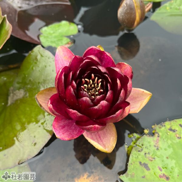 スイレン】 オールモストブラック（温帯睡蓮） 19cmカゴ | 杜若園芸WEB