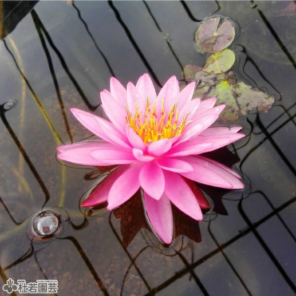 蓮花戯水　組紐　ピンク色　1本 スイレン】 スプラニーピンク(温帯睡蓮) 19cmカゴ | 杜若園芸WEB