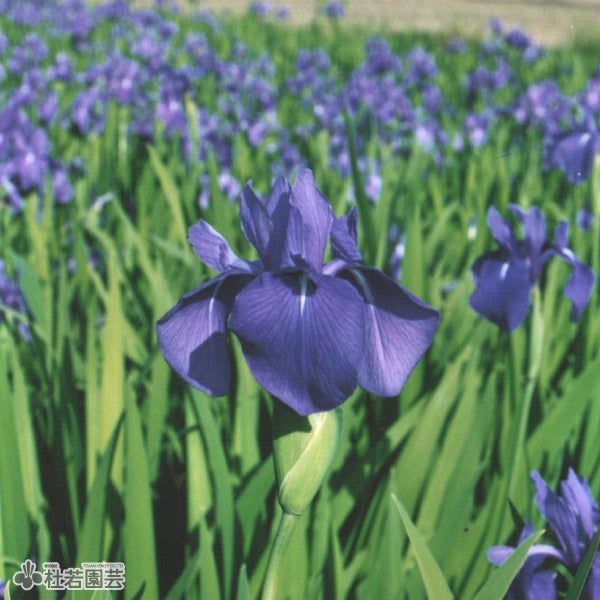 カキツバタ 四季咲き 9cmポット | 杜若園芸WEBショップ｜水草の生産
