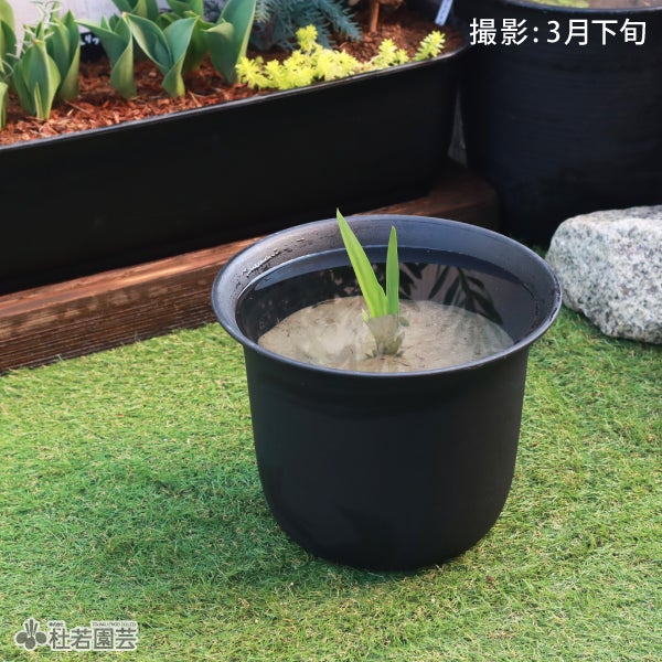 カキツバタ 四季咲き 9cmポット | 杜若園芸WEBショップ｜水草の生産