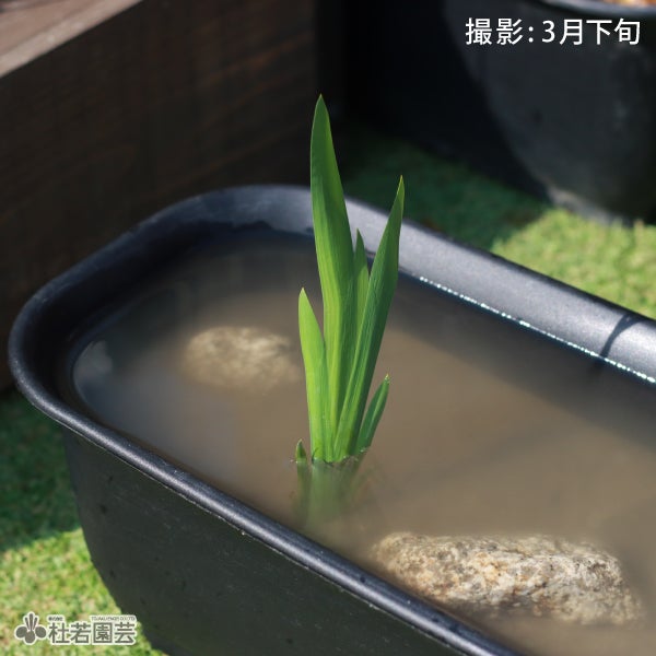 カキツバタ 四季咲き 9cmポット | 杜若園芸WEBショップ｜水草の生産
