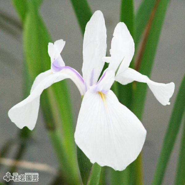 カキツバタ 春の浪 12cmポット | 杜若園芸WEBショップ｜水草の生産