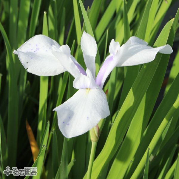 カキツバタ 春の浪 12cmポット | 杜若園芸WEBショップ｜水草の生産