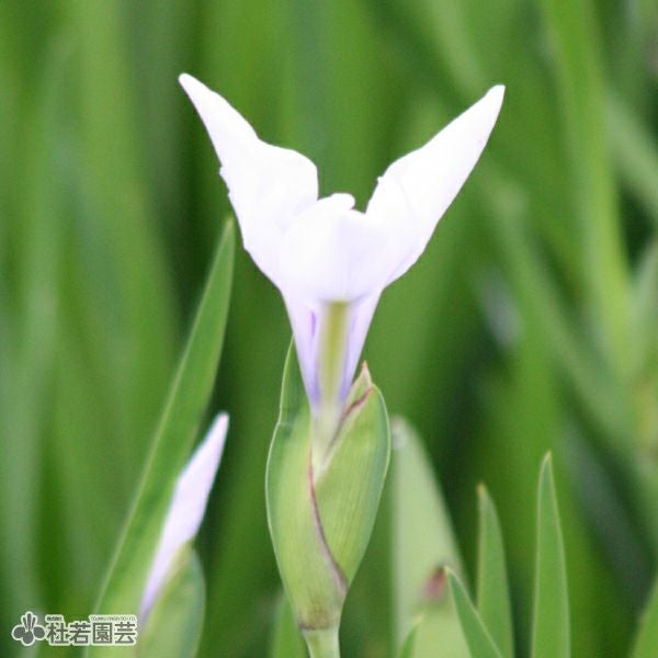 カキツバタ 春の浪 12cmポット | 杜若園芸WEBショップ｜水草の生産