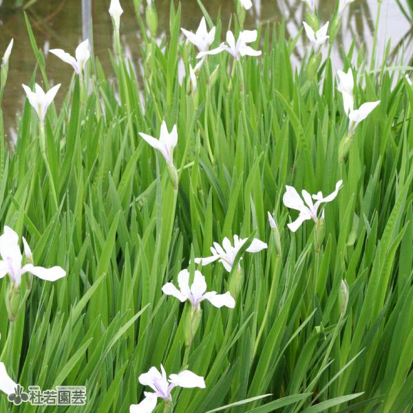 カキツバタ 春の浪 12cmポット | 杜若園芸WEBショップ｜水草の生産