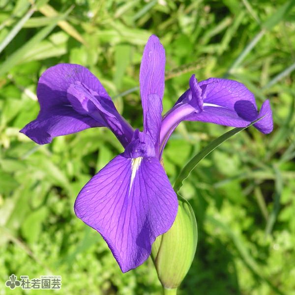 カキツバタ 多摩川 12cmポット | 杜若園芸WEBショップ｜水草の生産