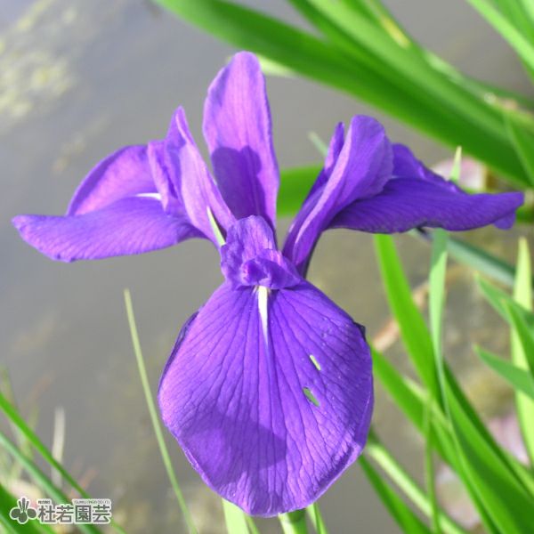 カキツバタ 多摩川 12cmポット | 杜若園芸WEBショップ｜水草の生産