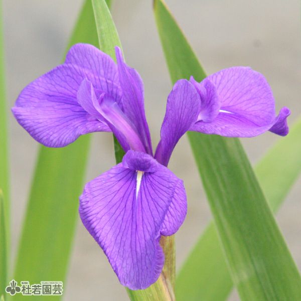 カキツバタ 多摩川 12cmポット | 杜若園芸WEBショップ｜水草の生産