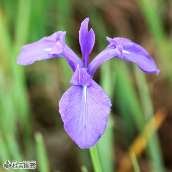 カキツバタ 四季咲き 12cmポット | 杜若園芸WEBショップ｜水草の生産