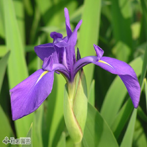 カキツバタ 原種 12cmポット | 杜若園芸WEBショップ｜水草の生産販売