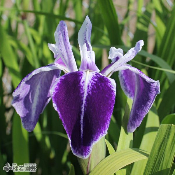 カキツバタ 濡燕（ぬれつばめ） 12cmポット | 杜若園芸WEBショップ