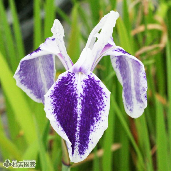 カキツバタ 濡燕（ぬれつばめ） 12cmポット | 杜若園芸WEBショップ