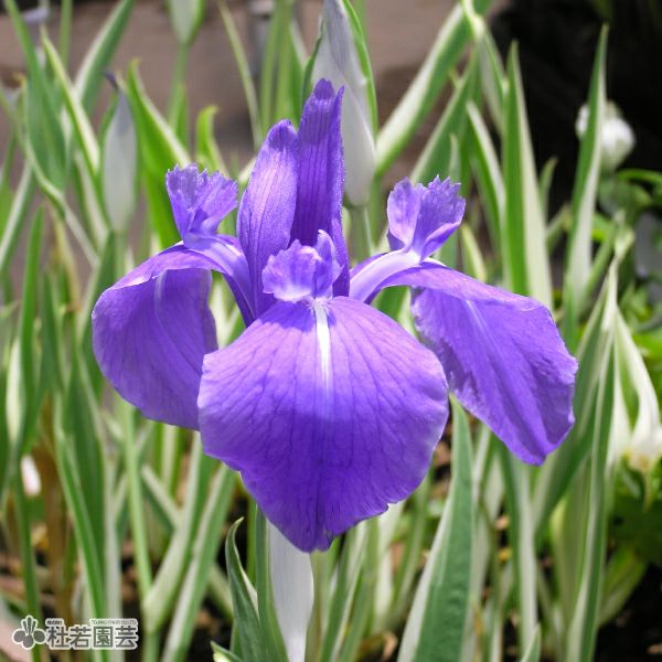 カキツバタ 斑入（ふいり） 12cmポット | 杜若園芸WEBショップ｜水草の