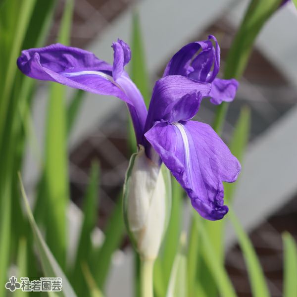 カキツバタ 斑入（ふいり） 12cmポット | 杜若園芸WEBショップ｜水草の