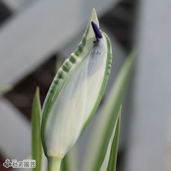 カキツバタ 斑入（ふいり） 12cmポット | 杜若園芸WEBショップ｜水草の