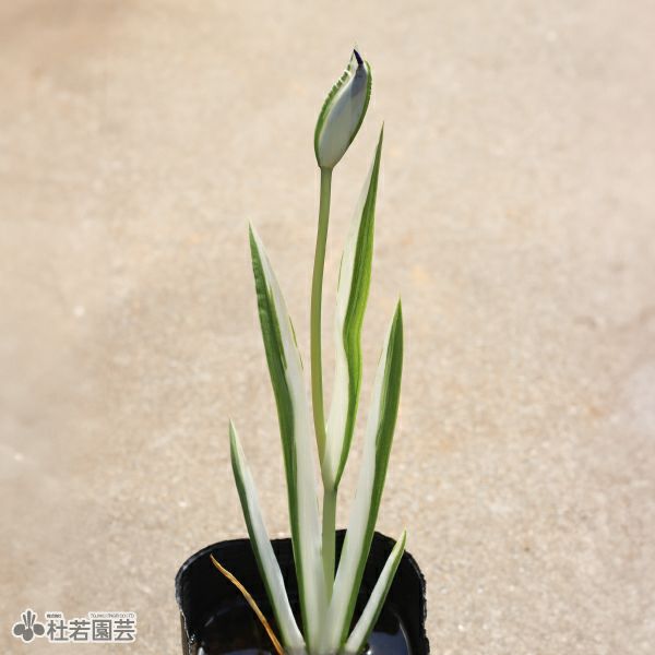カキツバタ 斑入（ふいり） 12cmポット | 杜若園芸WEBショップ｜水草の