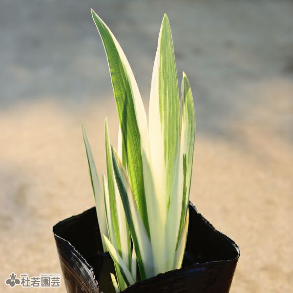 カキツバタ 斑入（ふいり） 12cmポット | 杜若園芸WEBショップ｜水草の