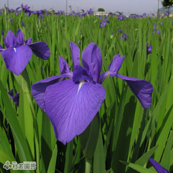 カキツバタ 一季咲き（切花種）12cmポット | 杜若園芸WEBショップ