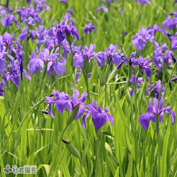 カキツバタ 一季咲き（切花種）12cmポット | 杜若園芸WEBショップ