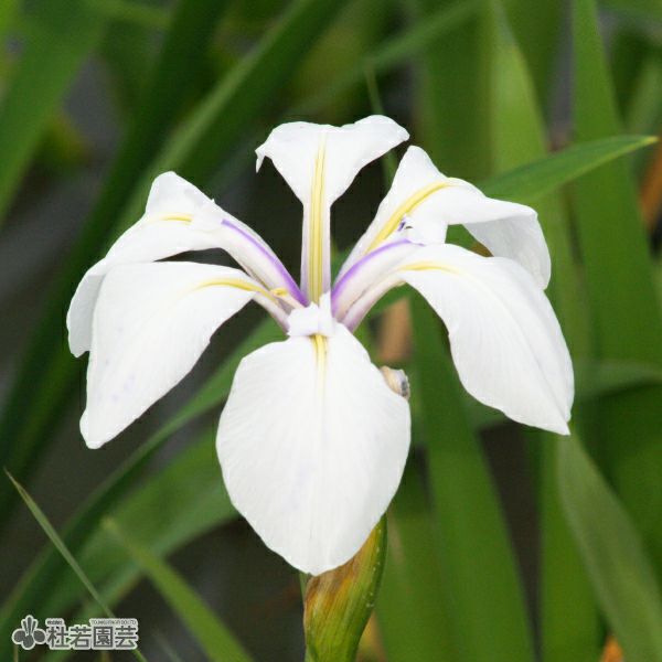 カキツバタ 白鷺(しらさぎ) 12cmポット | 杜若園芸WEBショップ｜水草の