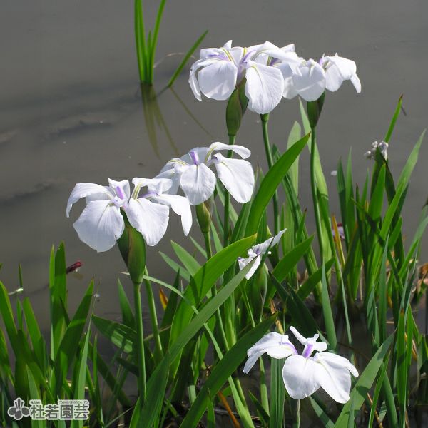 カキツバタ 白鷺(しらさぎ) 12cmポット | 杜若園芸WEBショップ｜水草の