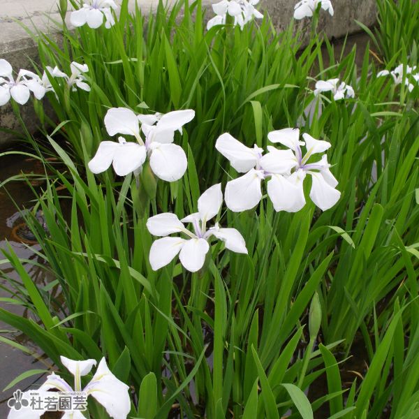 カキツバタ 白鷺(しらさぎ) 12cmポット | 杜若園芸WEBショップ｜水草の