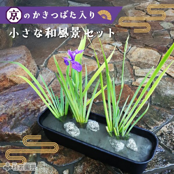 お楽しみカキツバタ(品種不明) 3ポットセット | 杜若園芸WEBショップ
