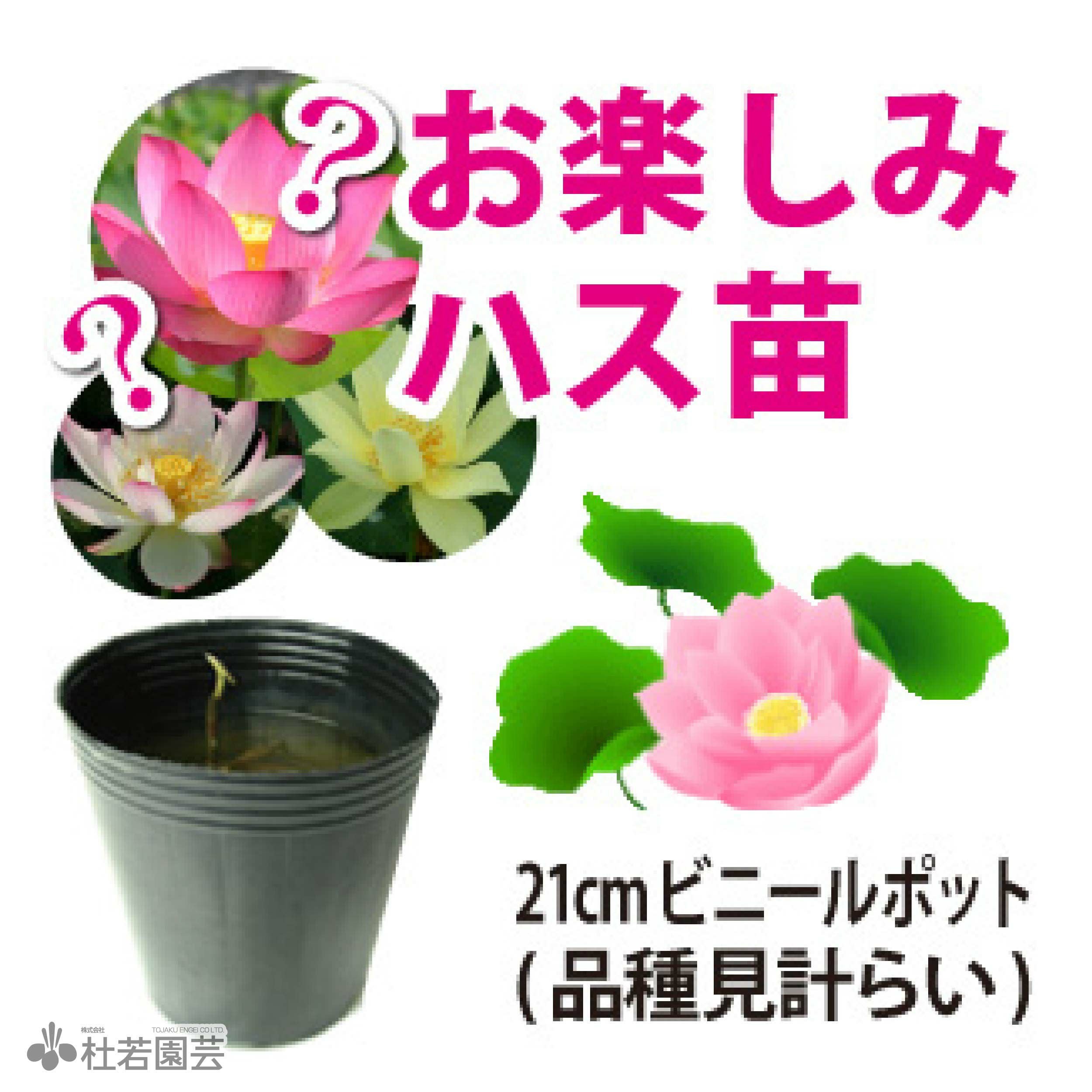 蓮の苗1個( Joker ) 蓮、ハス】 お楽しみハス(蓮）苗(品種不明) 2ポットセット | 杜若園芸