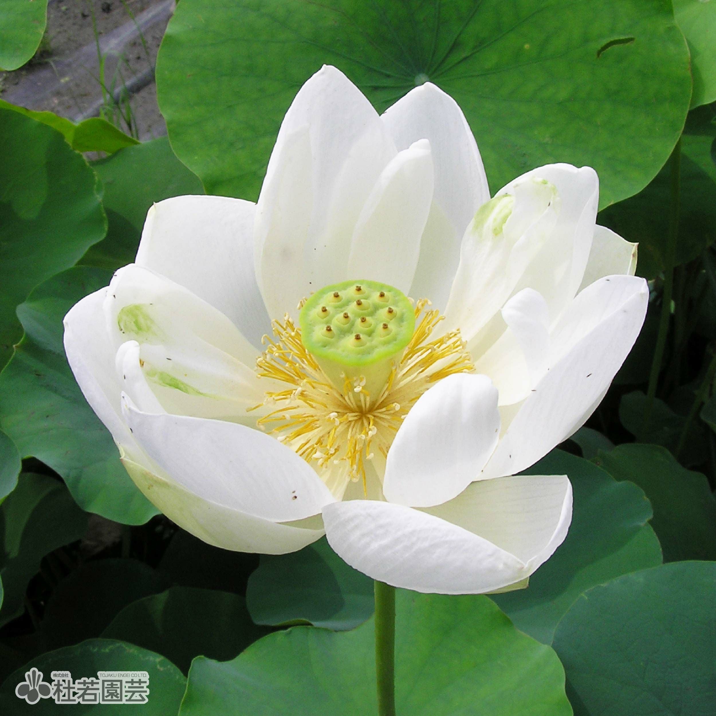 ハス 蓮 はすの通販（販売） | 杜若園芸WEBショップ｜水草の生産販売