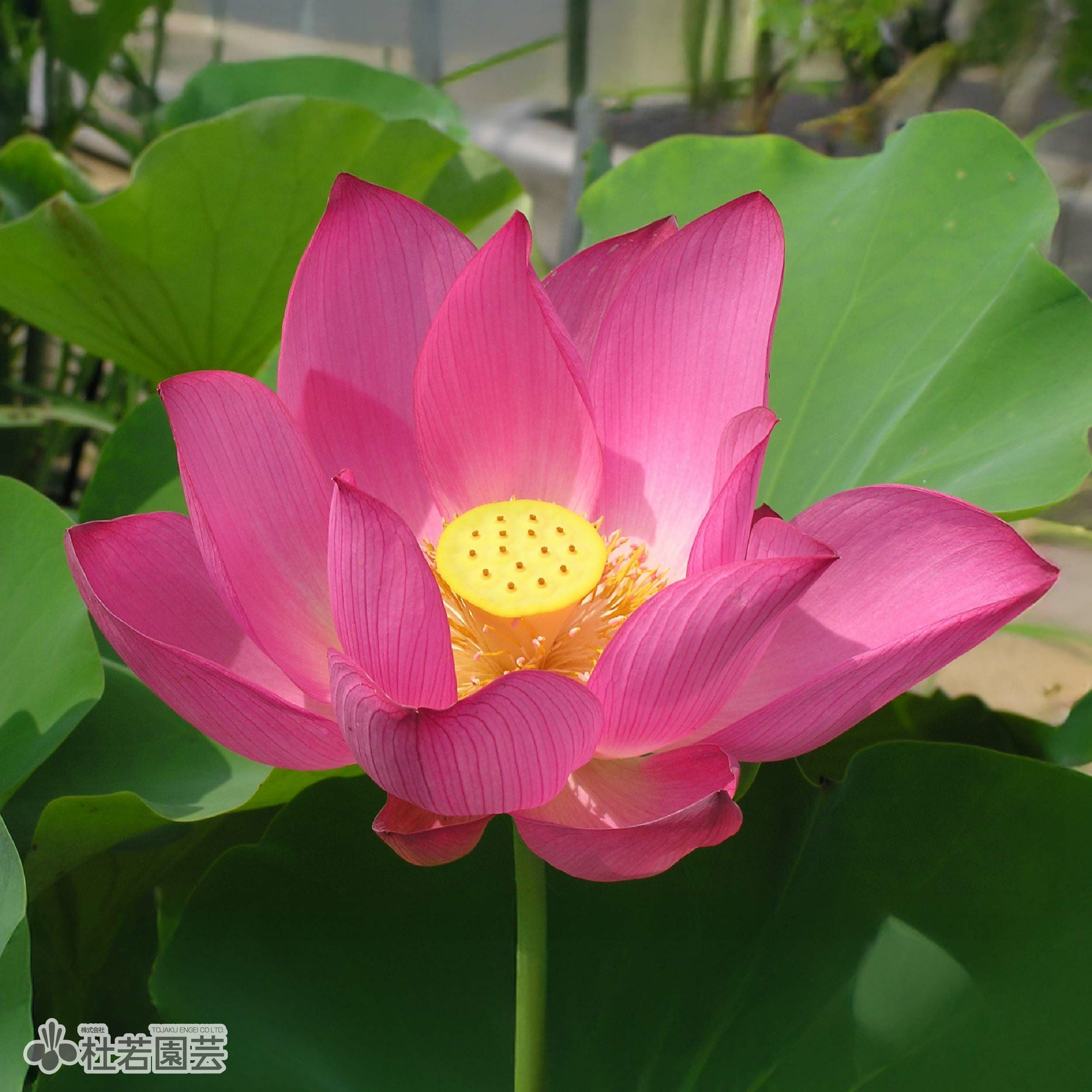 蓮、ハス】一点紅(いってんこう)【中・大型種】 | 杜若園芸WEBショップ