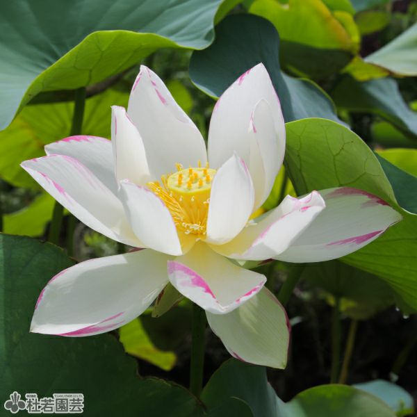 中国切手Ｔ54 蓮（ハス）花　4種完 中国切手】蓮の花の種類や特徴、切手買取市場における価値について解説