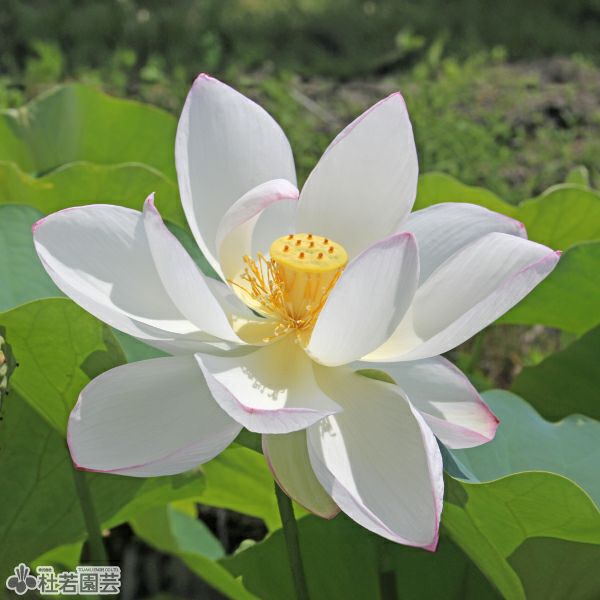 蓮、ハス】 請所(うけしょ) 【大型種】 | 杜若園芸WEBショップ｜水草の