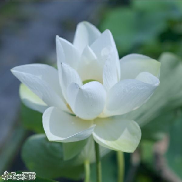 蓮、ハス】小倉西(おぐらにし)【中・大型種】 | 杜若園芸WEBショップ
