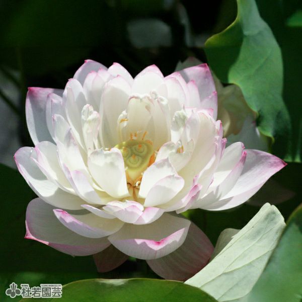 蓮、ハス】華灯初上(かとうしょじょう)【小型種】 | 杜若園芸WEB