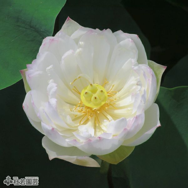 蓮、ハス】華灯初上(かとうしょじょう)【小型種】 | 杜若園芸WEB