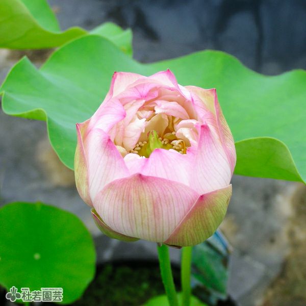蓮、ハス】華灯初上(かとうしょじょう)【小型種】 | 杜若園芸WEB
