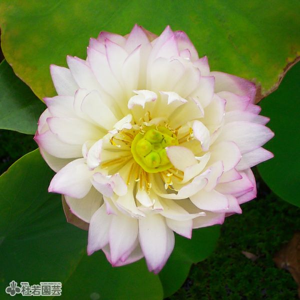 ＊蓮華＊ 蓮、ハス】華灯初上(かとうしょじょう)【小型種】 | 杜若園芸WEB