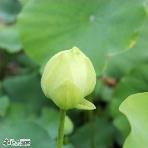 蓮、ハス】漢蓮(かんれん)【小型種】 | 杜若園芸WEBショップ｜水草の