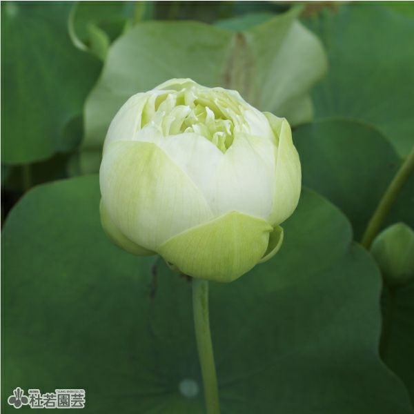 蓮、ハス】漢蓮(かんれん)【小型種】 | 杜若園芸WEBショップ｜水草の