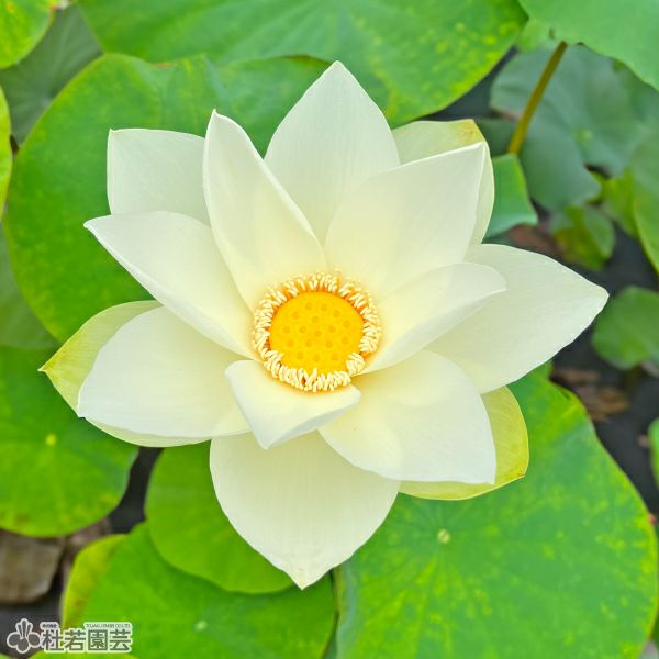 5袋までメール便対応】蓮たねものがたり-大賀蓮（おおがはす）【大型種